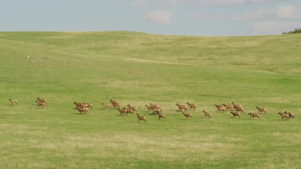 Yellowstone National Park Wyoming Luchtfoto Van Elk Kudde Yellowstone National — Stockvideo