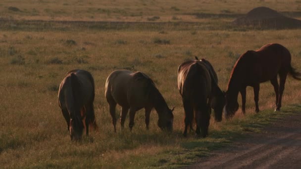 Atlar Gün Doğumunda Tarlada Wyoming — Stok video