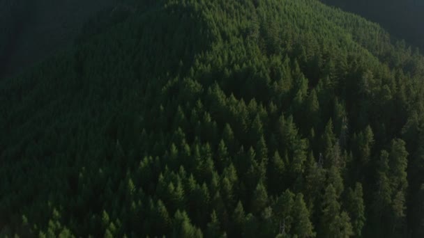 Oregon 2017 Flygfoto Skog Oregon Coast Range Skott Med Cineflex — Stockvideo