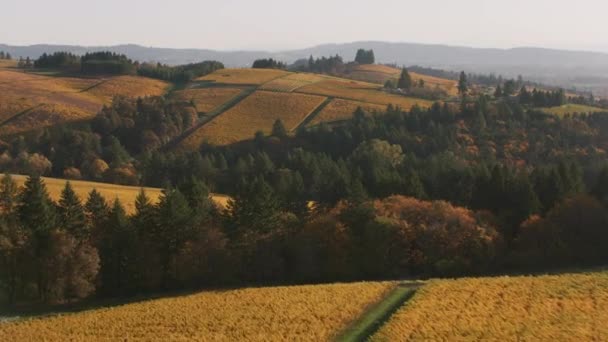 Flygfoto Oregons Willamette Valley Wine Country Skott Med Cineflex Och — Stockvideo