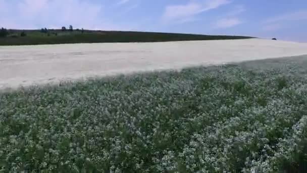 開花中の大根畑の空中撮影 — ストック動画