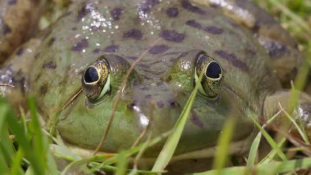 Nahaufnahme Von Bullenfrosch — Stockvideo