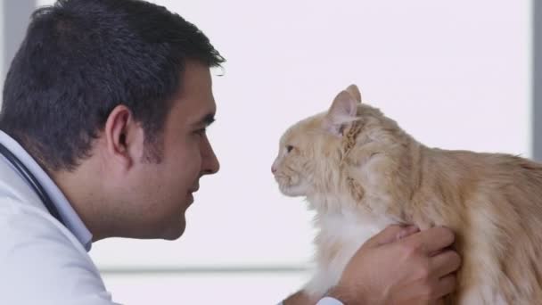 Állatorvos Ellenőrzi Macskát — Stock videók