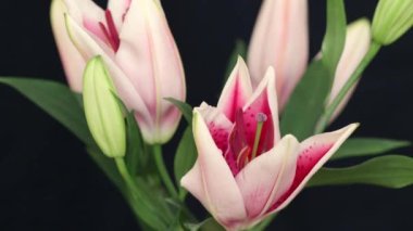 Pembe zambakların açtığı 4K zaman aşımı.