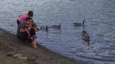 Aile kazları birlikte besliyor.