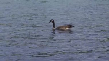 Nehir manzaralı kazlar