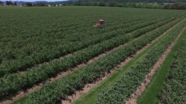 Yaban mersini tarlasını biçen ve püskürten traktör.