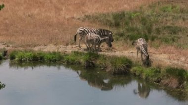 Bir grup Demara Zebra yaban hayatı parkında gölet kenarında