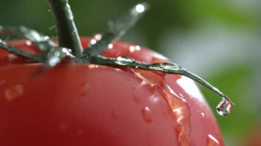 Domatesin üzerine yavaş çekimde su damlası aşırı yakın plan.