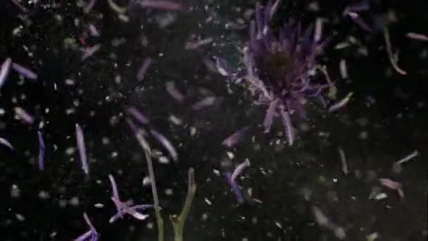 Flower Frozen Liquid Nitrogen Explodes Slow Motion Footage Black Background — Stock Video