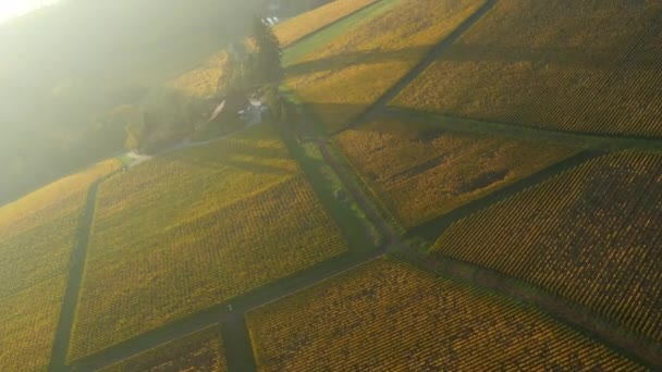 Авиационное Видео Долины Уилламетт Виноградников Орегона Осеннего Цвета — стоковое видео