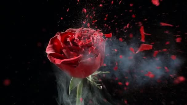 Красная Роза Замороженная Жидким Азотом Взрывается Замедленной Съемке Выстрел Скоростью — стоковое видео
