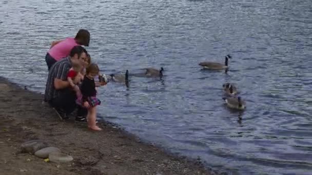Family Feeding Geese Together — Stock Video
