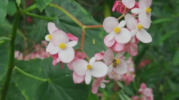 Ροζ Λουλούδια Μπεγόνια Που Μεγαλώνουν Στη Χαβάη — Αρχείο Βίντεο