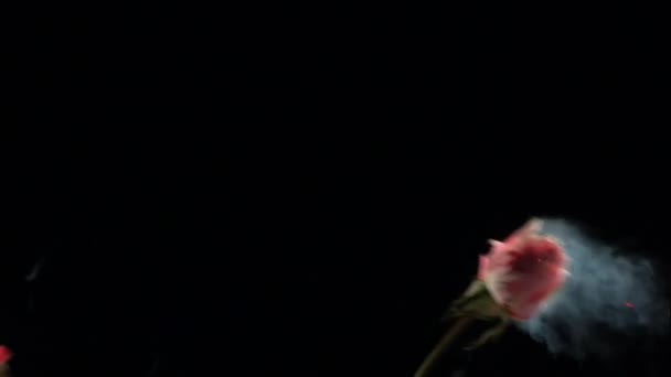 Квітка Застигла Рідкому Азоті Вибухає Повільному Русі Постріл 1000 Кадрів — стокове відео
