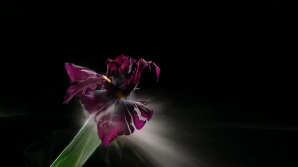 Sıvı Nitrojenle Dondurulmuş Çiçek Yavaş Çekimde Patlar Siyah Arkaplanda Görüntüler — Stok video