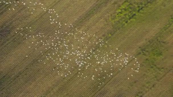Aerial View Birds Flying Farmland Northern California — Stock Video