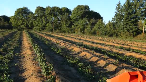 Γεωργός Που Οδηγεί Τρακτέρ Κάτω Σειρές Καλλιεργειών — Αρχείο Βίντεο