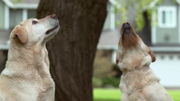 Dogs Catching Treat Slow Motion Shot Phantom Flex — Stock Video