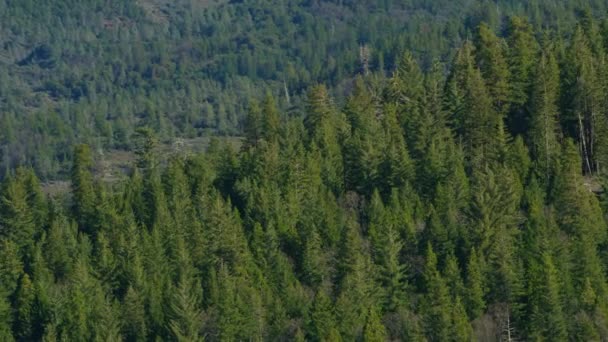 Letecký Pohled Lesní Divočinu Severní Kalifornii — Stock video