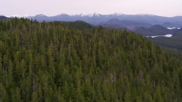 British Columbia Kanada 2018 Dolaylarında Ormanların Üzerinde Uçuyor Helikopterden Cineflex — Stok video