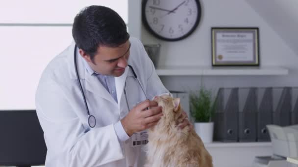 Veterinario Dando Gato Chequeo — Vídeo de stock
