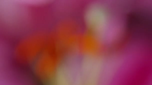 Крупним Планом Постріл Рожева Лілія Квітка — стокове відео
