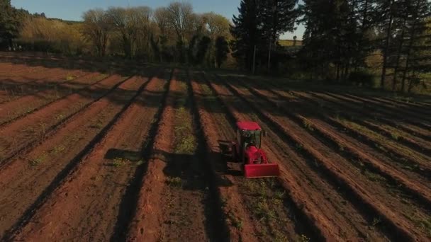 Вид Повітря Трактор Фермі Рухається Вниз Рядах — стокове відео