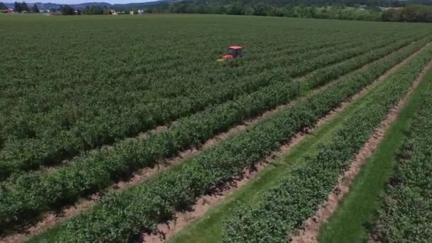 Koszenie Opryskiwanie Pola Borówki Amerykańskiej Przez Ciągniki — Wideo stockowe