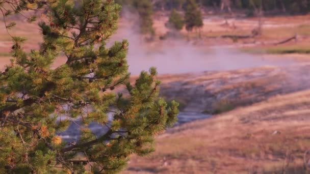 黄石国家公园 与远处冒着水汽的间歇泉的密闭的树木 — 图库视频影像
