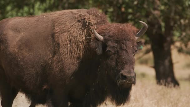 American Bison Närbild Vid Djurparken — Stockvideo