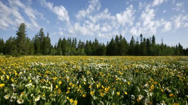Tid Förfaller Gula Blommor Yellowstone National Park — Stockvideo