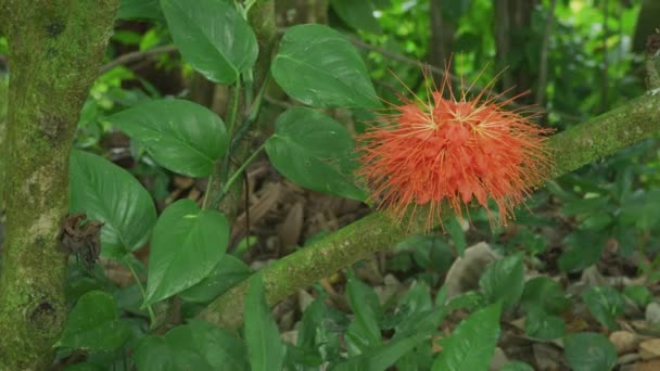 Brownea Fleur Poussant Hawaï — Video