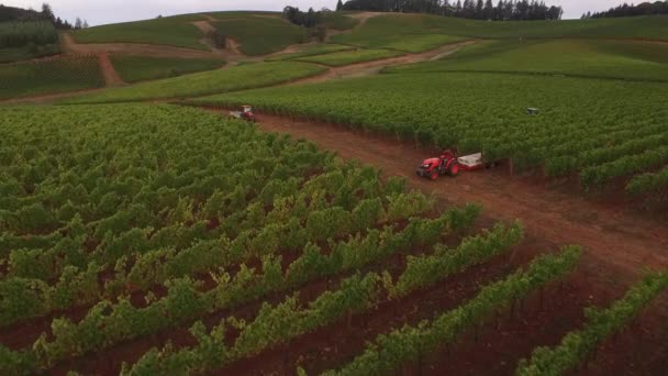 Pemandangan Udara Dari Panen Anggur Kebun Anggur Oregon — Stok Video