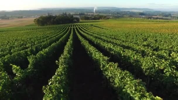 Luchtfoto Van Wijngaard Willamette Valley Oregon — Stockvideo