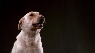 Köpek domuz pastırmasını ağır çekimde yakalıyor, Fantom Flex 4K 'e ateş ediyor.