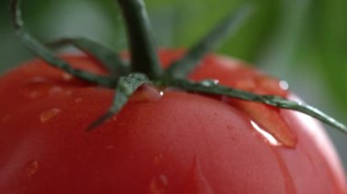 Domatesin üzerine yavaş çekimde su damlası aşırı yakın plan.