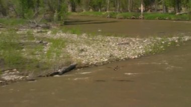 Yellowstone Ulusal Parkı, Wyoming. Yellowstone Ulusal Parkı 'nın havadan görünüşü. Helikopterden Shotover gimbal ve RED 8K kamera ile çekildi..