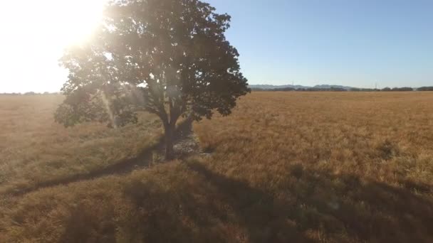 Arazide Meşe Ağacının Havadan Görüntüsü — Stok video