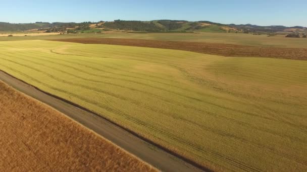 Aerial Shot Wheat Field — Stock Video