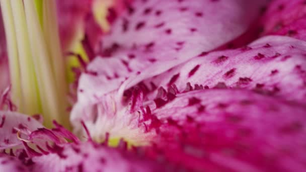 Closeup shot a rózsaszín liliom virág