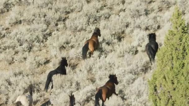 Villihevoset Luonnossa Montana Yhdysvallat — kuvapankkivideo