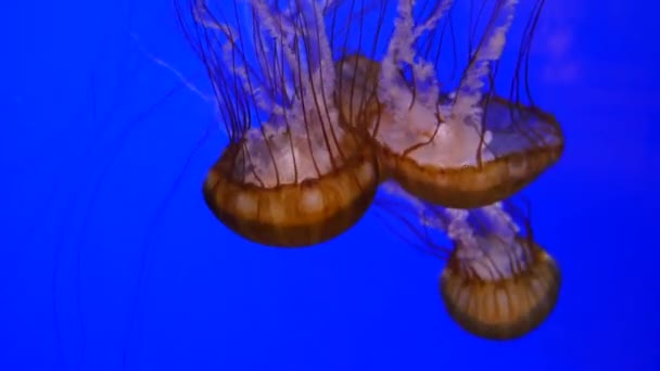 Underwater Closeup Jellyfish — Stock Video