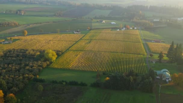 Luchtfoto Van Willamette Valley Oregon Wijngaarden Herfstkleur — Stockvideo