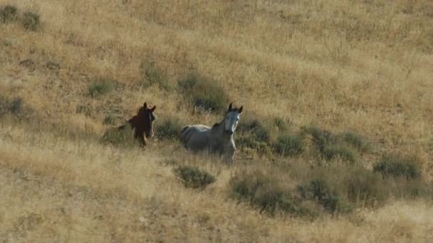 Wild Horses Nature Montana Usa — Stock Video