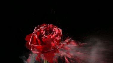 Sıvı nitrojeniçinde donmuş kırmızı gül yavaş çekimde patlar. Hayalet Kamerada saniyede 1000 kare kare çekim.
