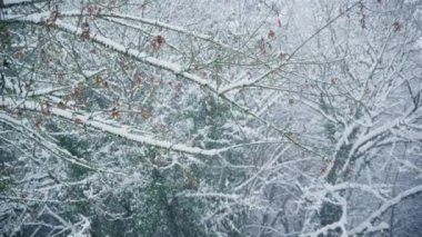 Kar fırtınası dallarında