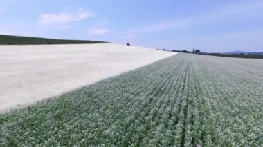Traktörün çimen tohumu tarlası püskürttüğü hava görüntüsü.