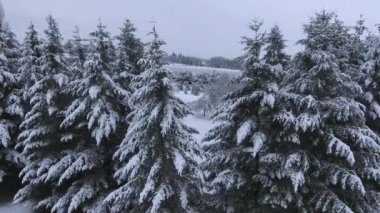Kışın karla kaplı ağaçların hava manzarası, Oregon ABD
