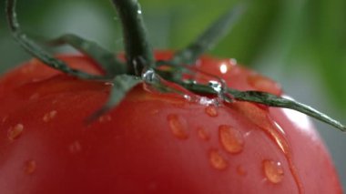 Domatesin üzerine yavaş çekimde su damlası aşırı yakın plan.